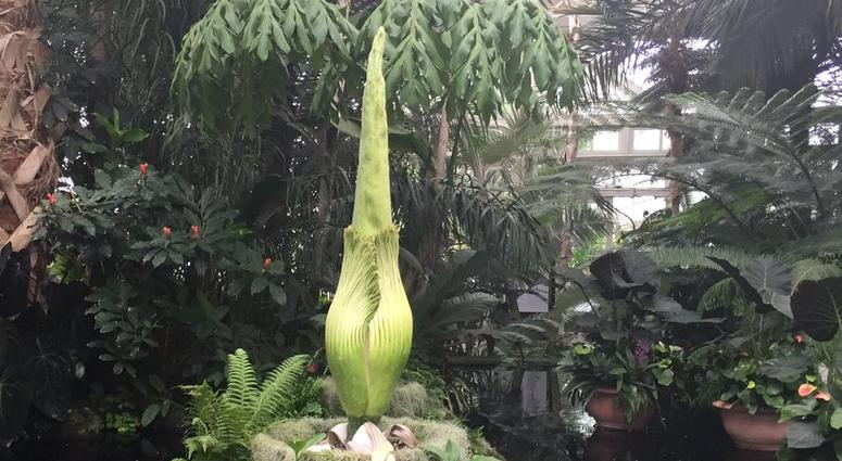 The rare corpse flower at the Botanical Garden. Corpse Flower
