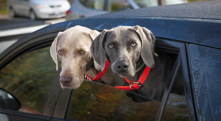 Dogs In Car Dogs In Car