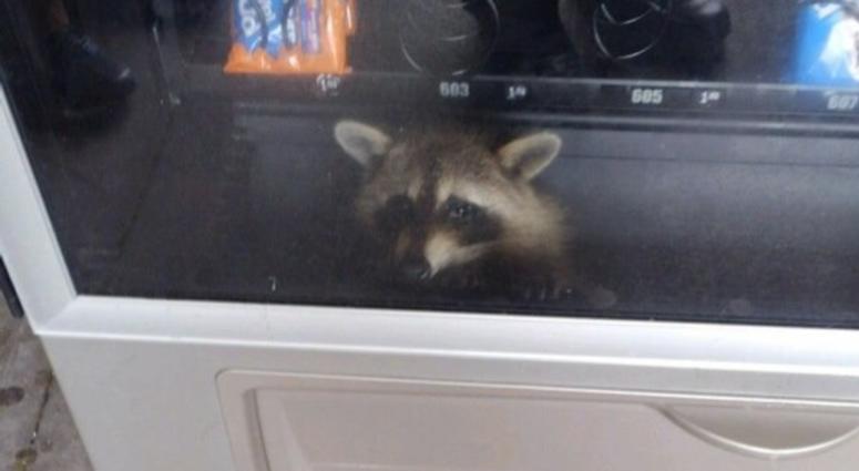 Raccoon trapped inside a vending machine at a Florida high school. Vending Raccoon