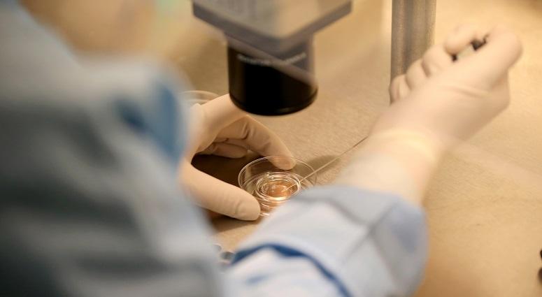 An embryologist fertilises embryos in the fertility laboratory Fertility Clinic