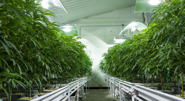 Cannabis plants grow in the 'vegetation room' at Vireo Health's medical marijuana cultivation facility, August 19, 2016 in Johnstown, New York. Medical Marijuana