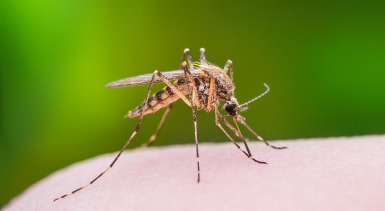 Mosquito Mosquito