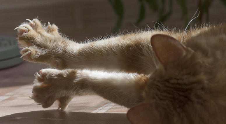 A cat stretching with claws extended. Cat Claws