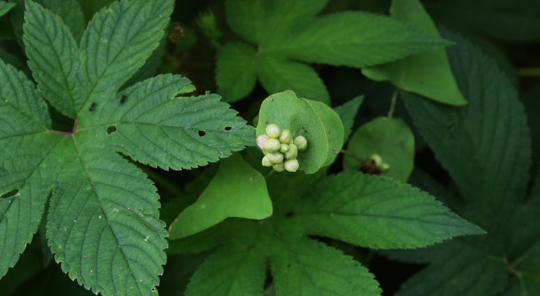 Persicaria perfoliata Persicaria perfoliata