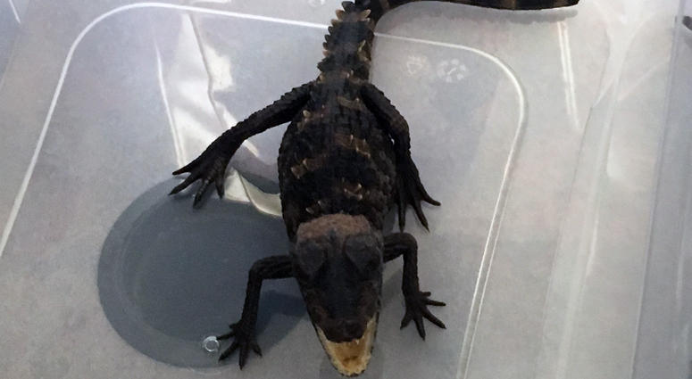 Baby alligator found in Long Island swimming pool Baby alligator