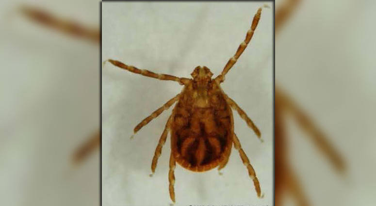 Longhorned tick Longhorned Tick
