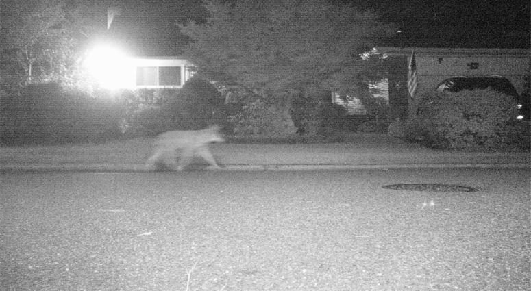 Nassau County Coyote Nassau County Coyote