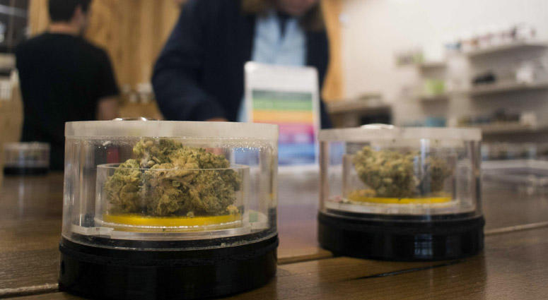 Marijuana samples on display at MedMen in West Hollywood. Marijuana Legalization