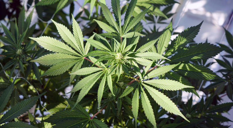 A marijuana plant grows inside a sunny greenhouse. Marijuana weed