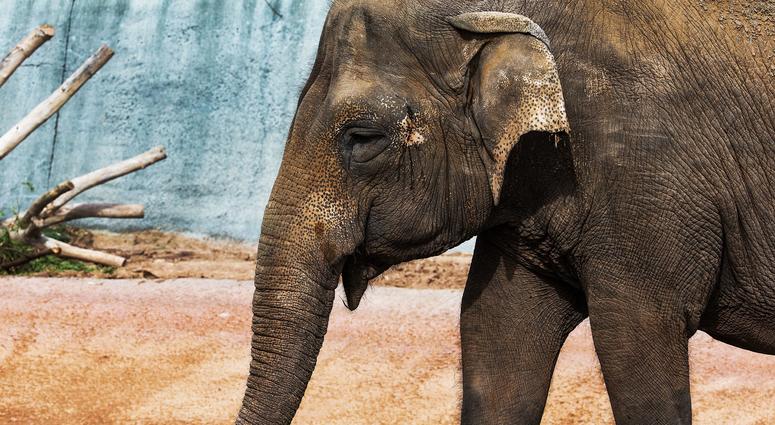 Elephant Elephant