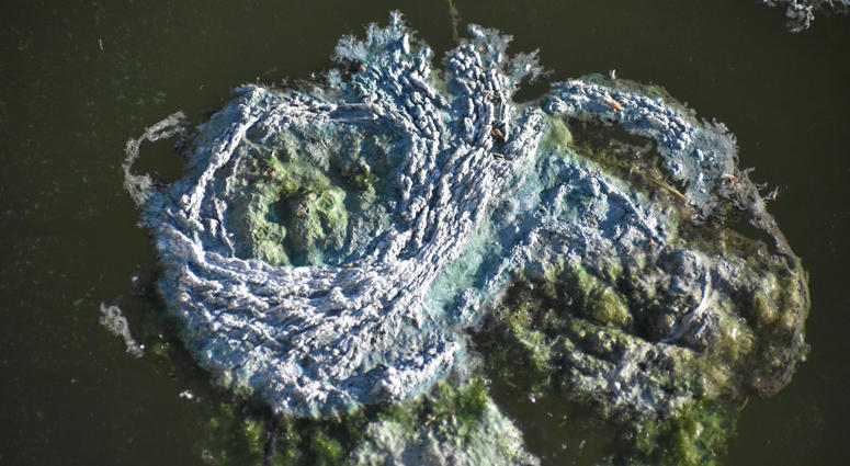 Blue-green algae can cause an assortment of health problems in people. Blue-green algae