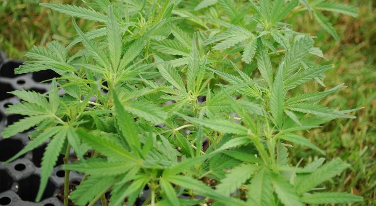Hemp plant Hemp plant