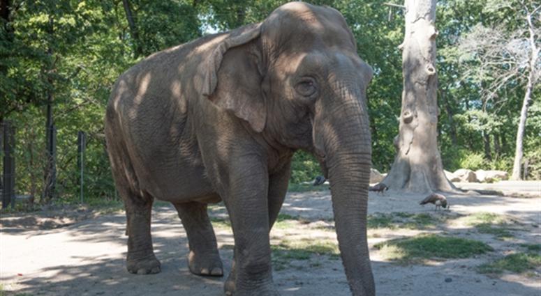 Maxine the elephant at the Bronx Zoo. Maxine the elephant bronx zoo