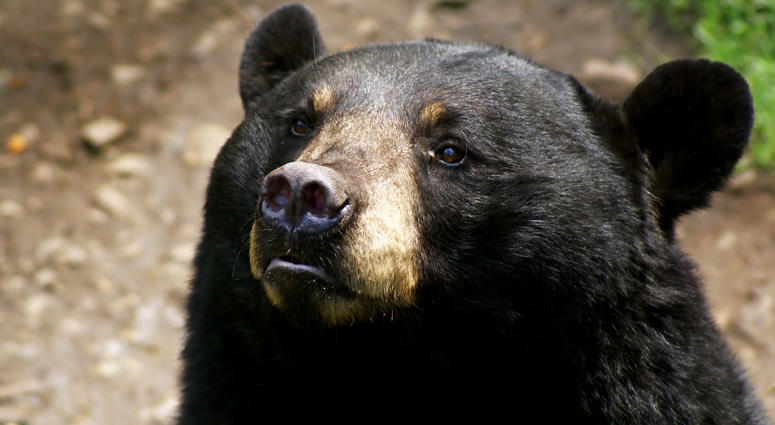 Black bear
