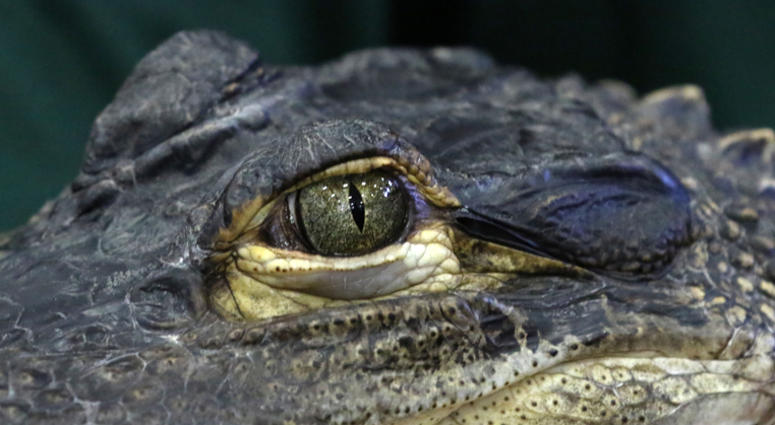 Alligator