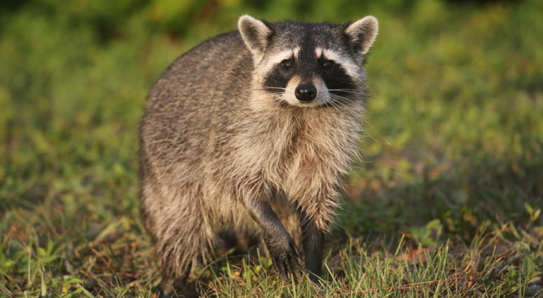 A wild raccoon in Florida. Raccoon