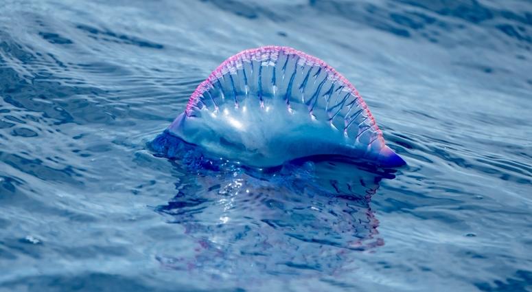 Portuguese man of war in the ocean. Portuguese man of war