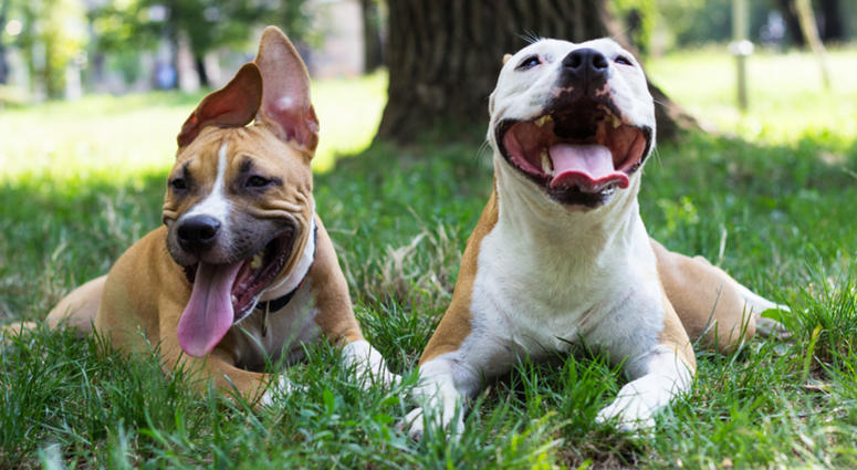 Dogs in park