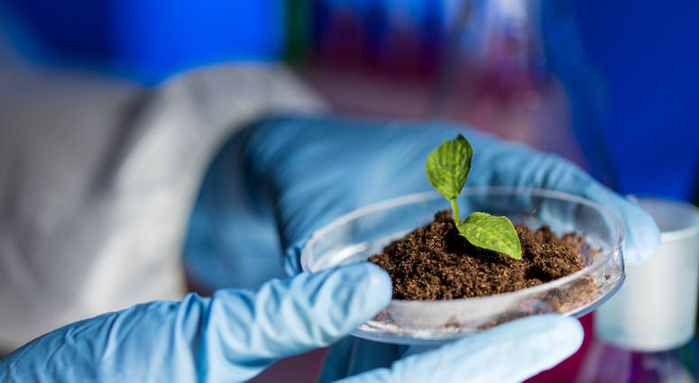 Scientist plants a tree