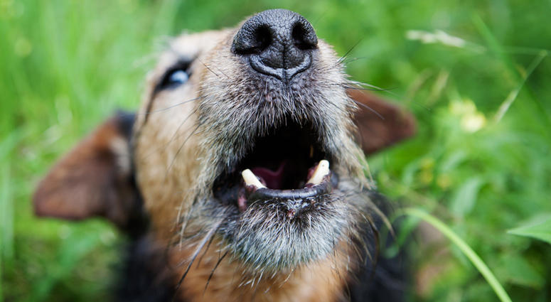 Barking dog