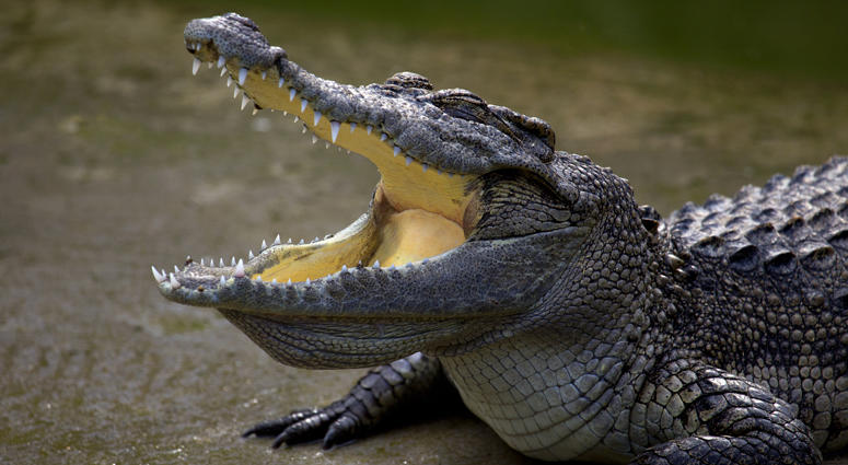 Alligator