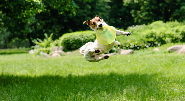 Dog Playing Frisbee