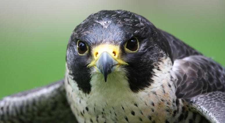 Peregrine Falcon