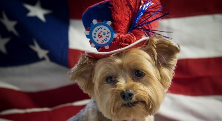 Cute Yorkie Dog wearing patriotic top hat with 4th of July theme with an American flag in the background. Cute Yorkie Dog wearing patriotic top hat with 4th of July theme with an American flag in the background.