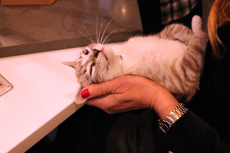 Beth Stern with Kittens