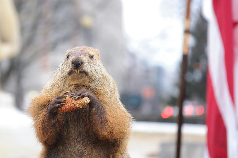 Groundhog