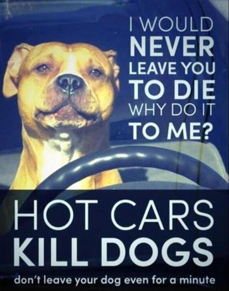 Pets Feel The Heat Too Hot Weather Pets