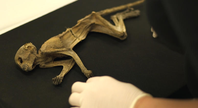 Dayton's Monkey at Science Museum