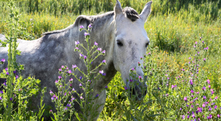 File photo of a horse A horse