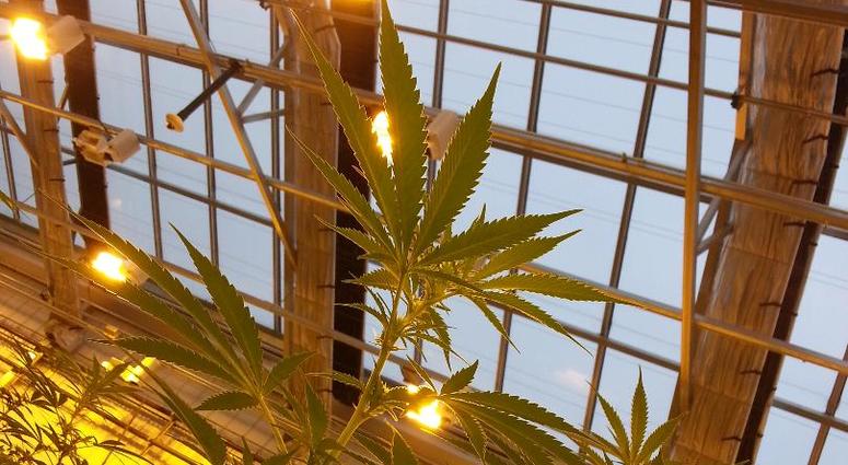 Medicinial marijuana Marijuana growing in Minnesota for medicine