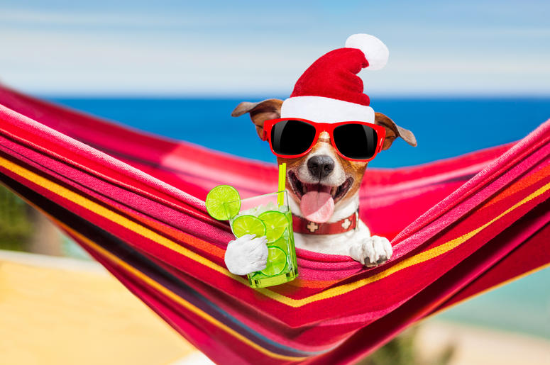 dog on hammock on summer christmas holidays dog on hammock on summer christmas holidays