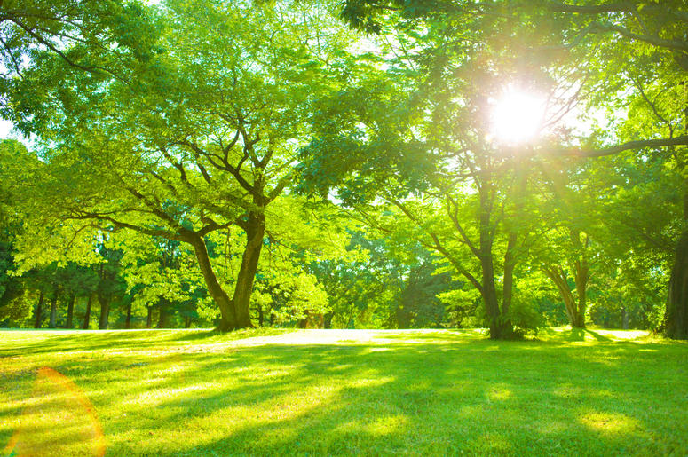 Sunny park Sunny park