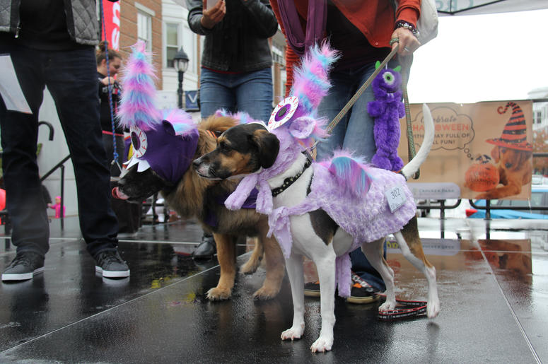Pet Halloween Costume Ideas Pet Halloween Costume Ideas