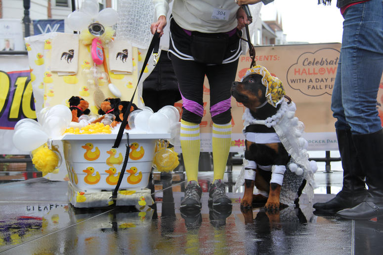 Pet Halloween Costume Ideas Pet Halloween Costume Ideas