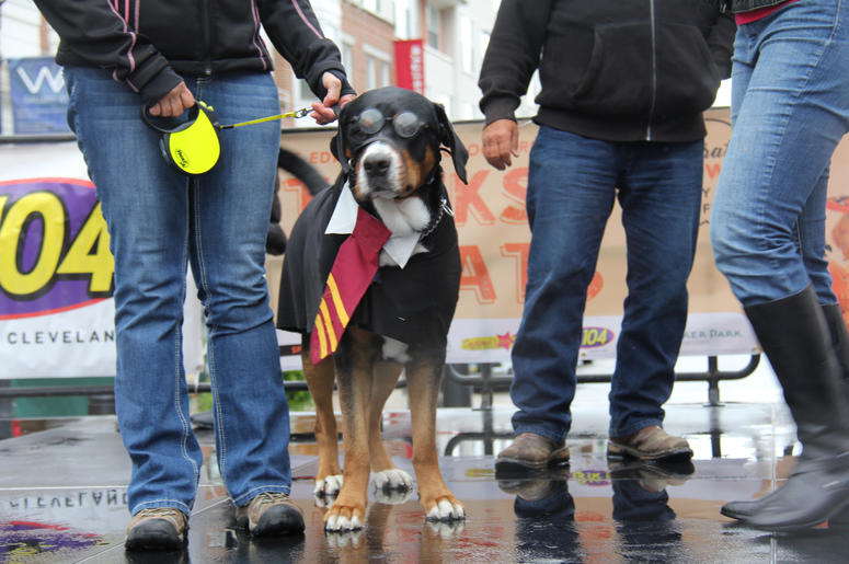 Pet Halloween Costume Ideas Pet Halloween Costume Ideas