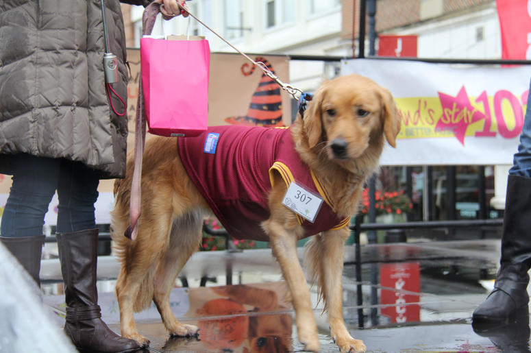 Pet Halloween Costume Ideas Pet Halloween Costume Ideas