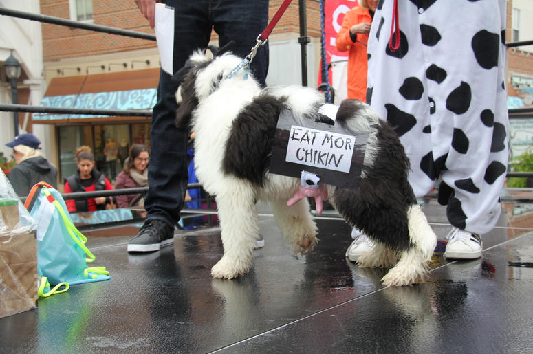 Pet Halloween Costume Ideas Pet Halloween Costume Ideas