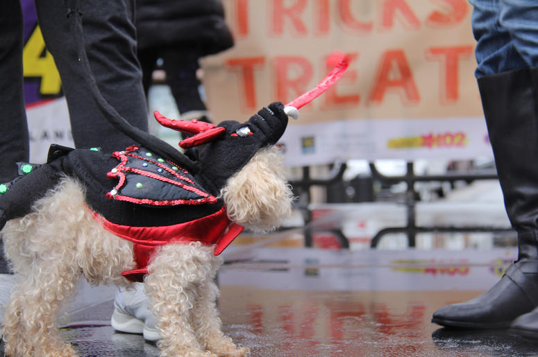 Pet Halloween Costume Ideas Pet Halloween Costume Ideas