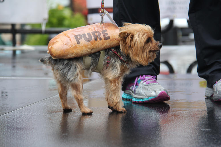 Pet Halloween Costume Ideas Pet Halloween Costume Ideas