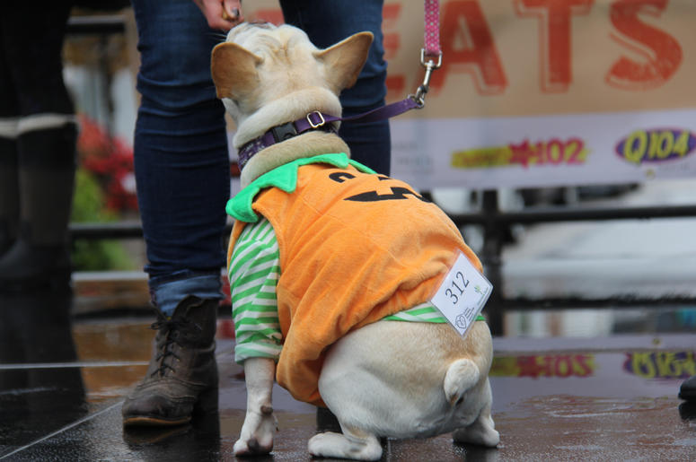 Pet Halloween Costume Ideas Pet Halloween Costume Ideas