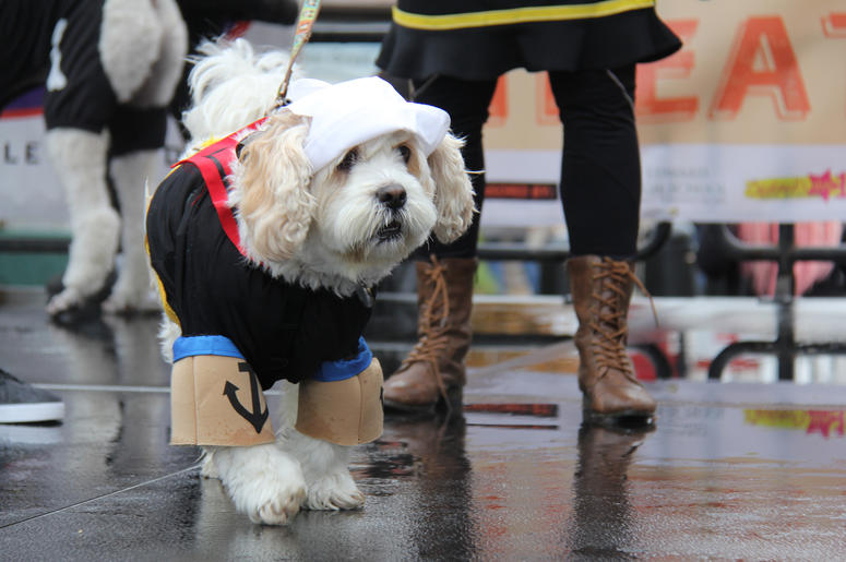 Dog Halloween Costume Ideas Dog Halloween Costume Ideas