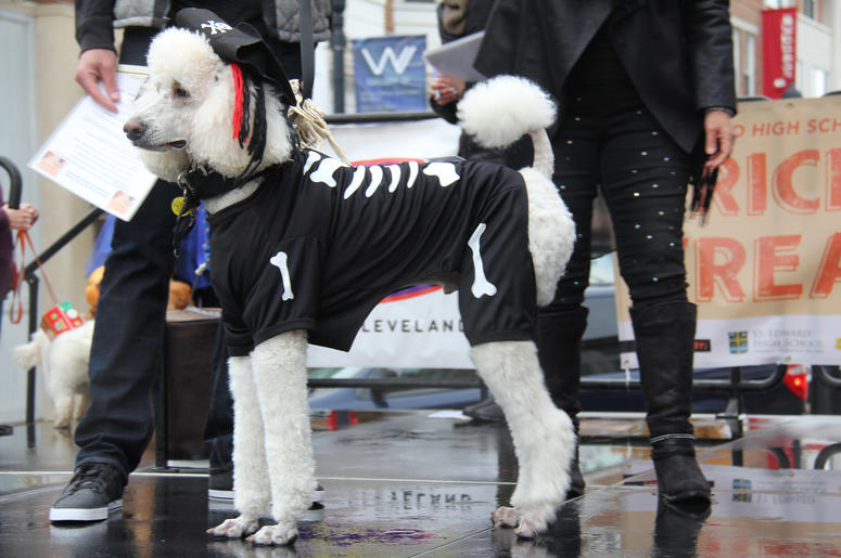 Pet Halloween Costume Ideas Pet Halloween Costume Ideas