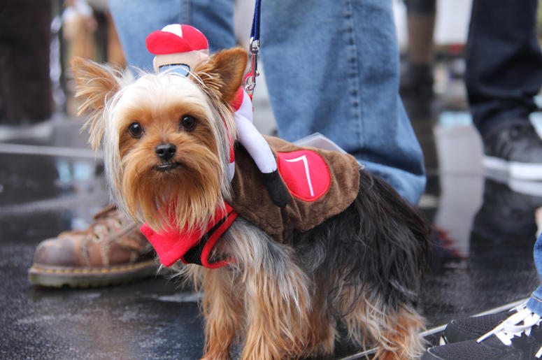 Pet Halloween Costume Ideas Pet Halloween Costume Ideas
