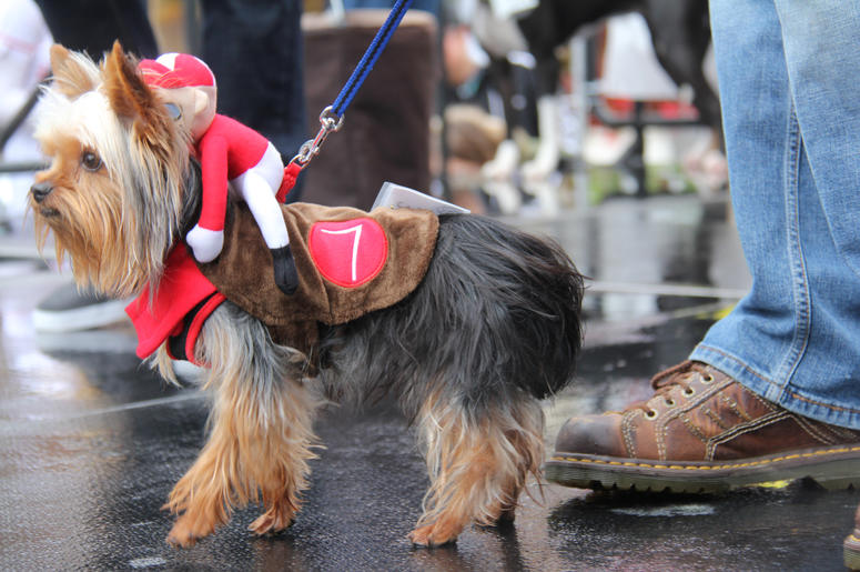 Pet Halloween Costume Ideas Pet Halloween Costume Ideas
