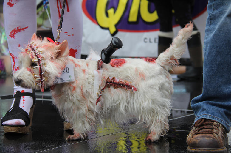 Pet Halloween Costume Ideas Pet Halloween Costume Ideas