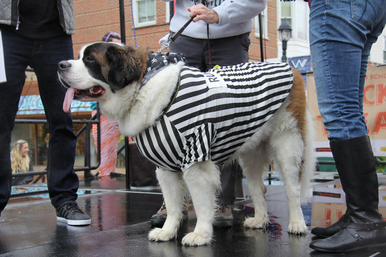 Pet Halloween Costume Ideas Pet Halloween Costume Ideas